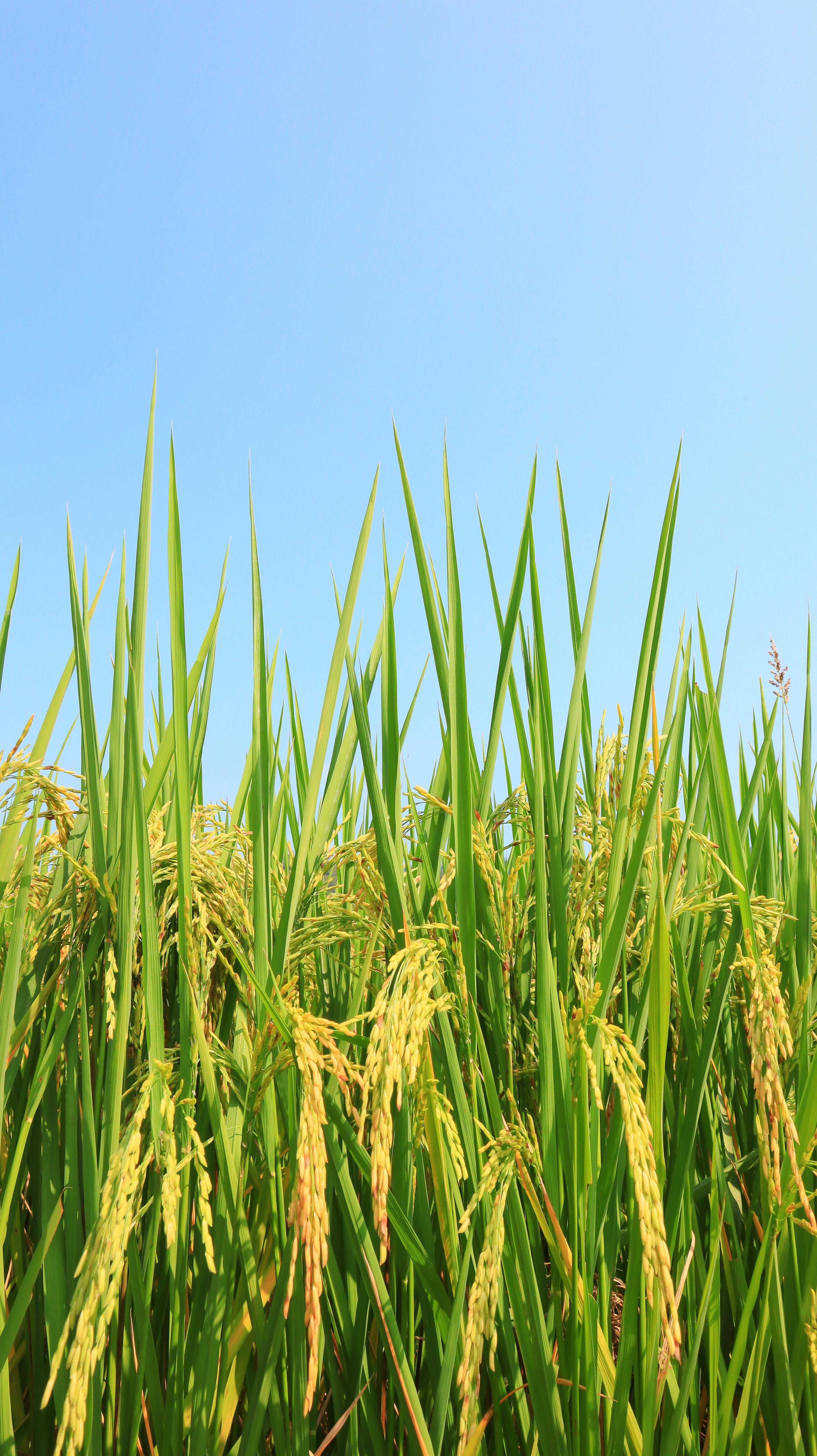 Custom agricultural solutions