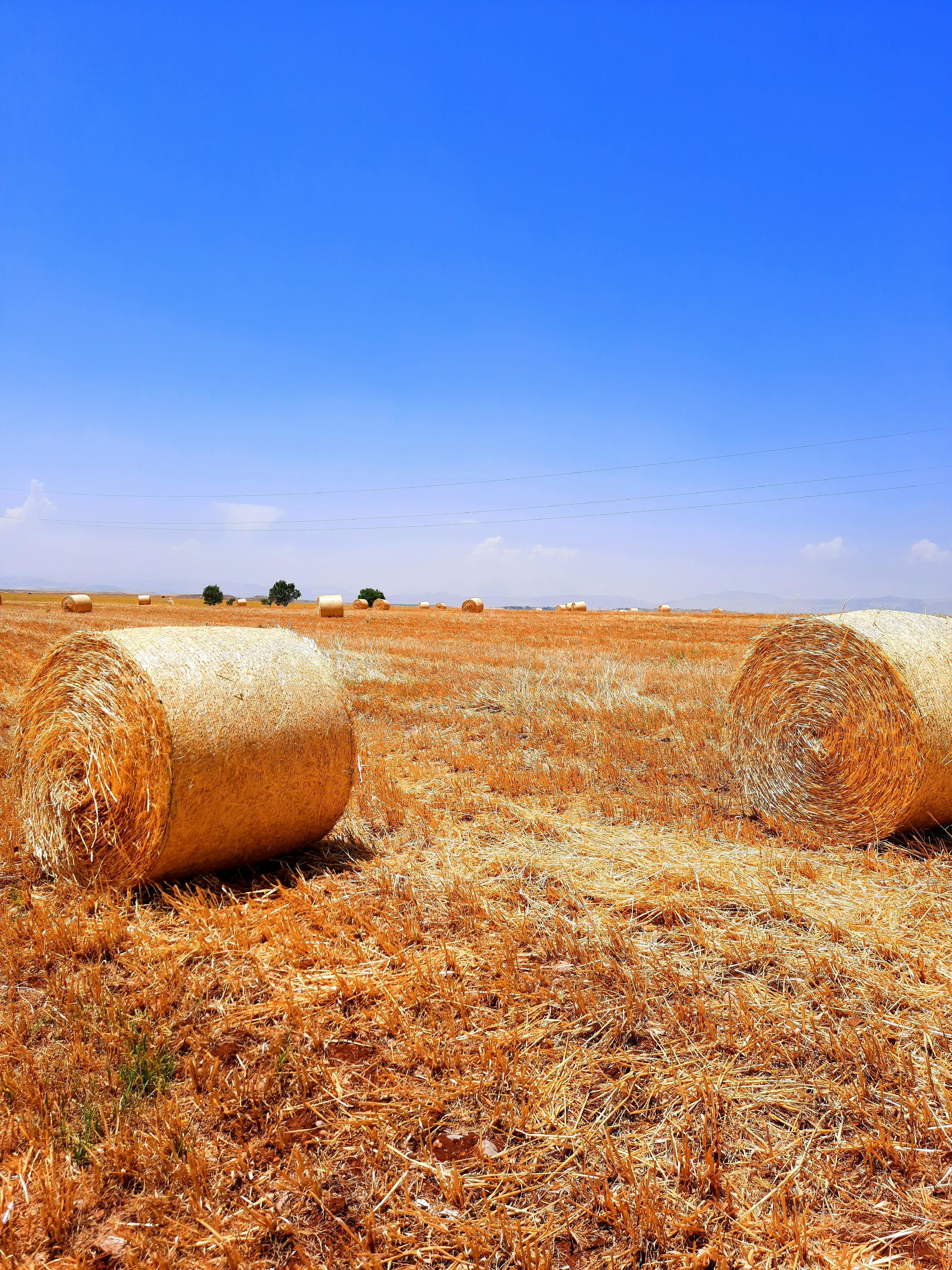 Agricultural products manufacturing